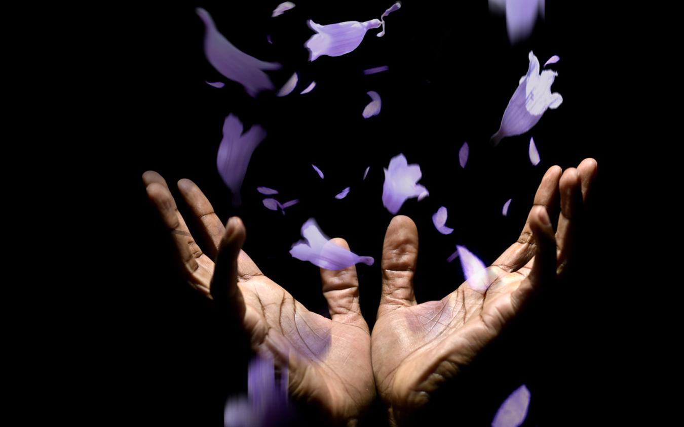 Image of two hands cupped to catch purple Jacaranda petals